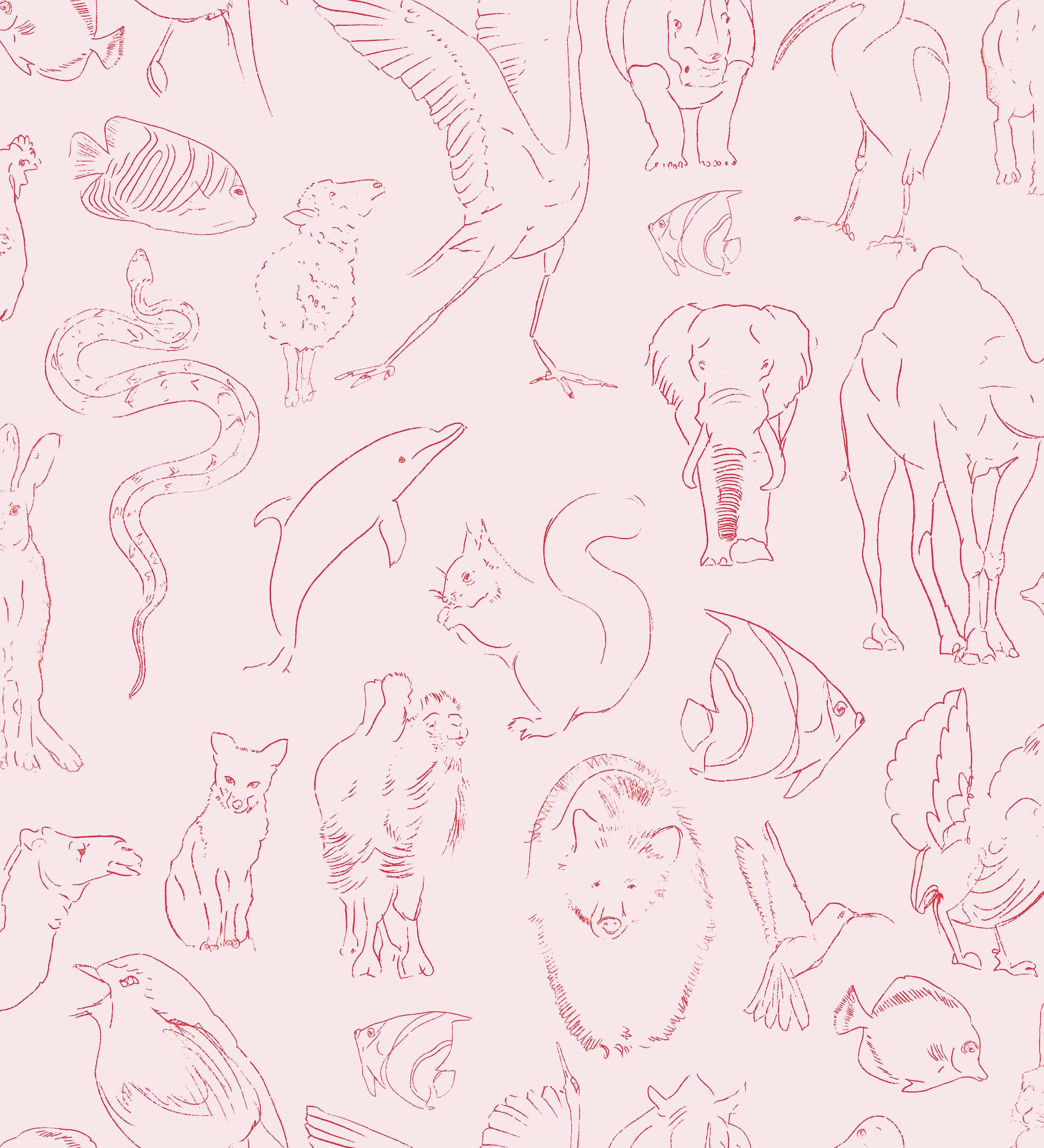 Zoology, Candy, Coordonne 5mp / rola